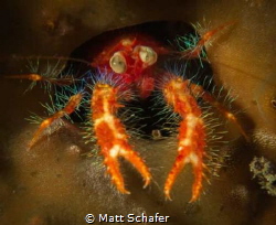 This tiny squat lobster really wanted his pic taken...I o... by Matt Schafer 